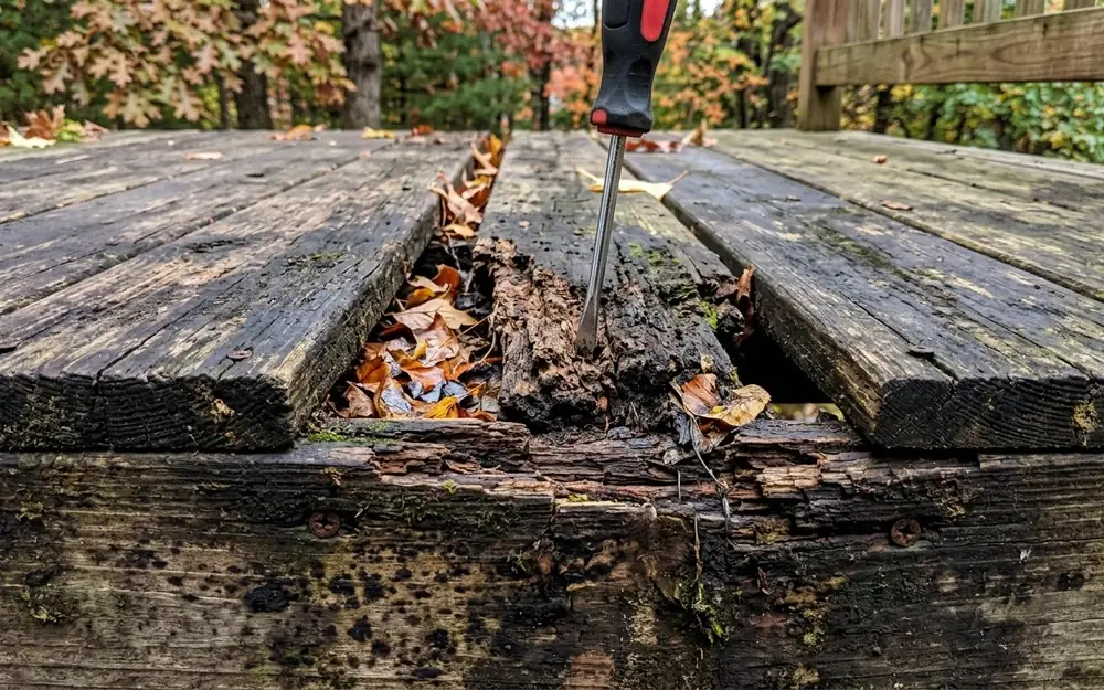 Rotted deck boards and a soft joist tested with a screwdriver